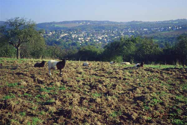 umgepflgte Heuwiese im Oktober 2004