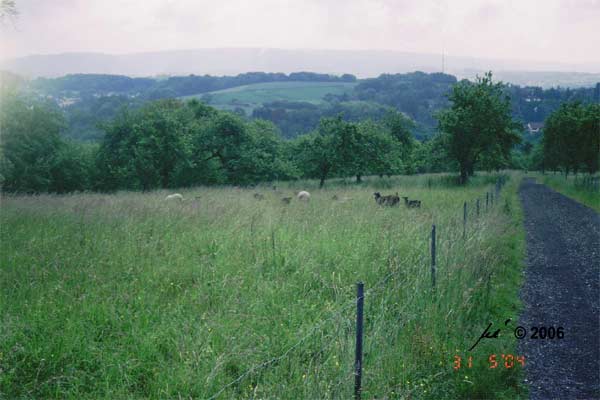 Beweidung der Heuwiese im Mai