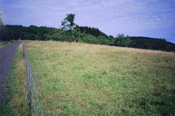 weitgehend abgeweidete Heuwiese im Sommer